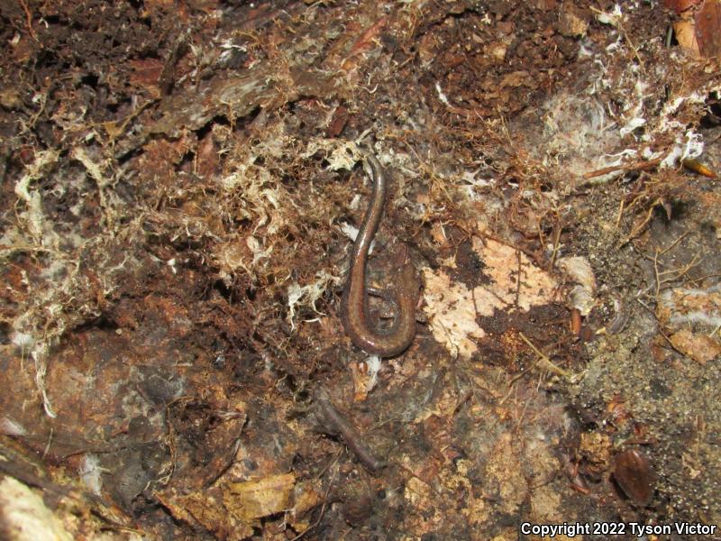 Eastern Red-backed Salamander (Plethodon cinereus)