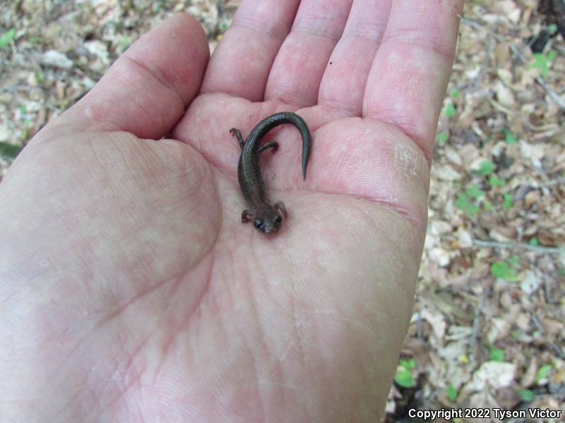 Eastern Red-backed Salamander (Plethodon cinereus)