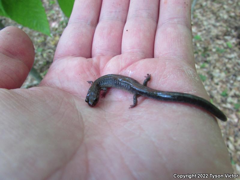 Eastern Red-backed Salamander (Plethodon cinereus)