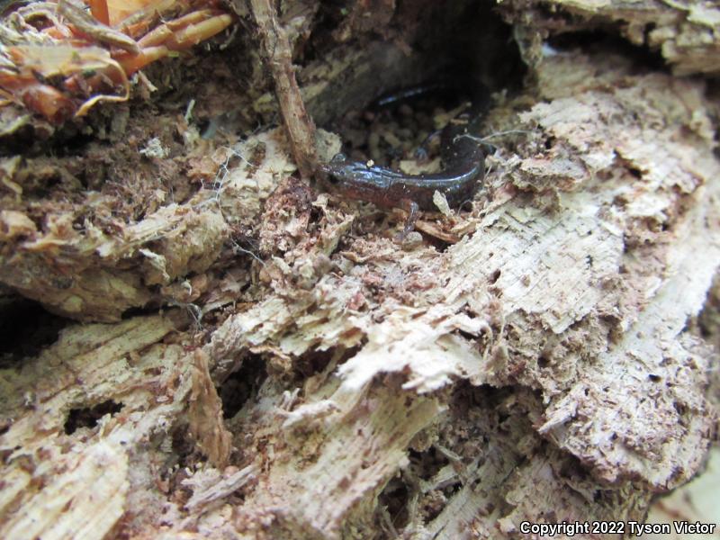 Eastern Red-backed Salamander (Plethodon cinereus)