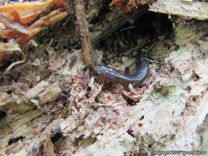 Eastern Red-backed Salamander (Plethodon cinereus)