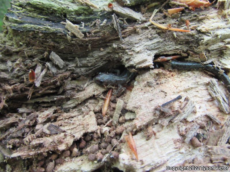 Eastern Red-backed Salamander (Plethodon cinereus)