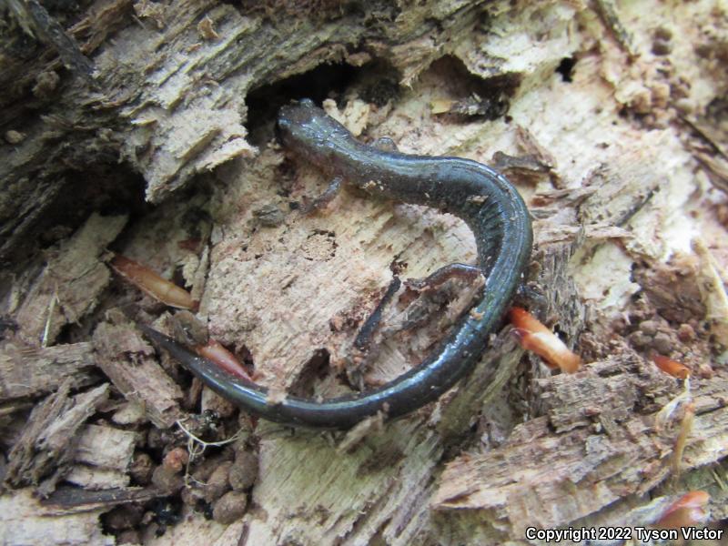 Eastern Red-backed Salamander (Plethodon cinereus)