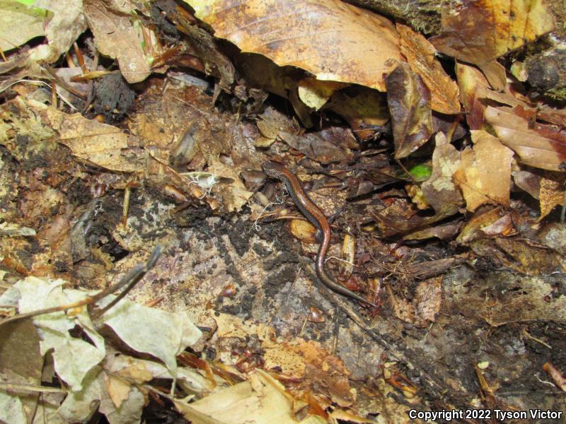 Eastern Red-backed Salamander (Plethodon cinereus)