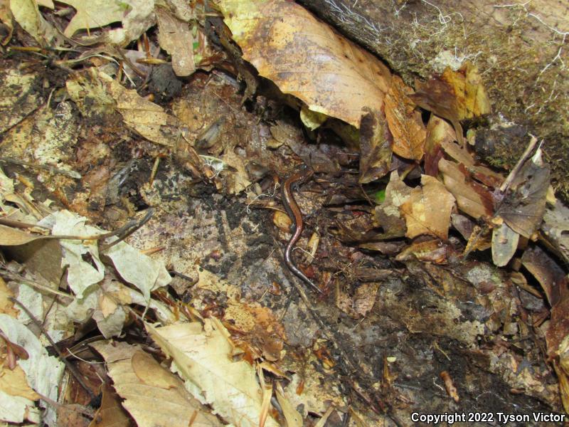 Eastern Red-backed Salamander (Plethodon cinereus)