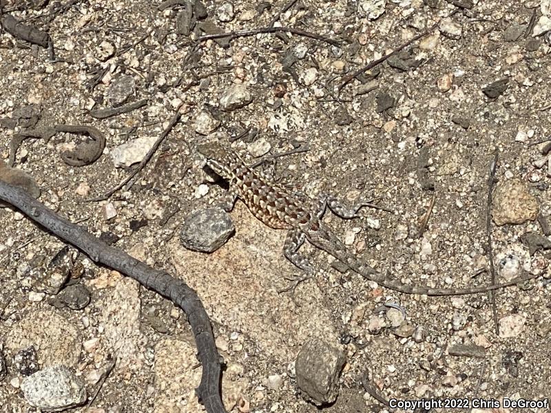 Western Side-blotched Lizard (Uta stansburiana elegans)