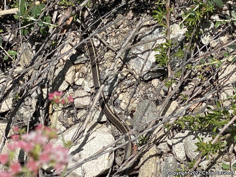 California Striped Racer (Coluber lateralis lateralis)