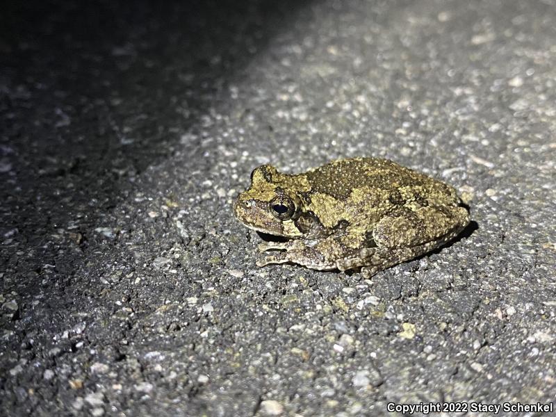 Cope's Gray Treefrog (Hyla chrysoscelis)