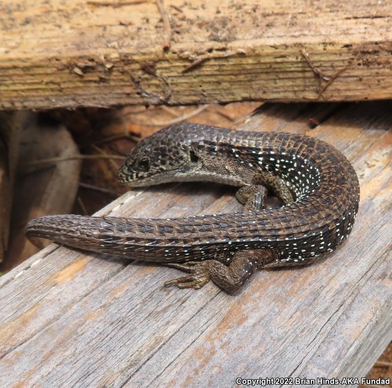 Northwestern Alligator Lizard (Elgaria coerulea principis)