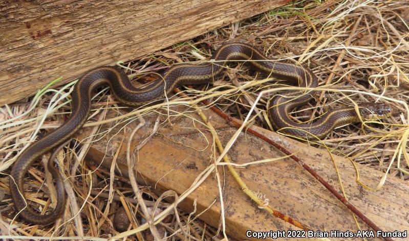 Coast Gartersnake (Thamnophis elegans terrestris)