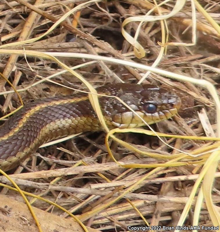 Coast Gartersnake (Thamnophis elegans terrestris)