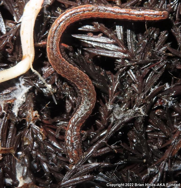 California Slender Salamander (Batrachoseps attenuatus)