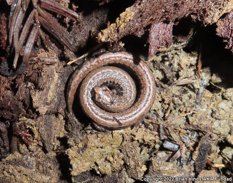 California Slender Salamander (Batrachoseps attenuatus)