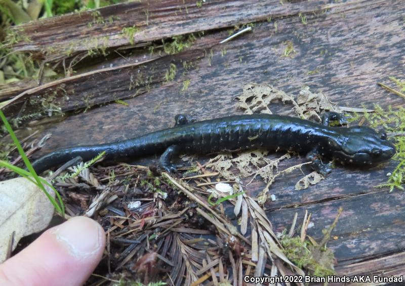 Speckled Black Salamander (Aneides flavipunctatus flavipunctatus)