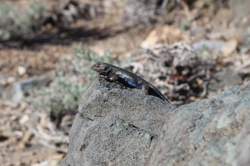 Northern Sagebrush Lizard (Sceloporus graciosus graciosus)