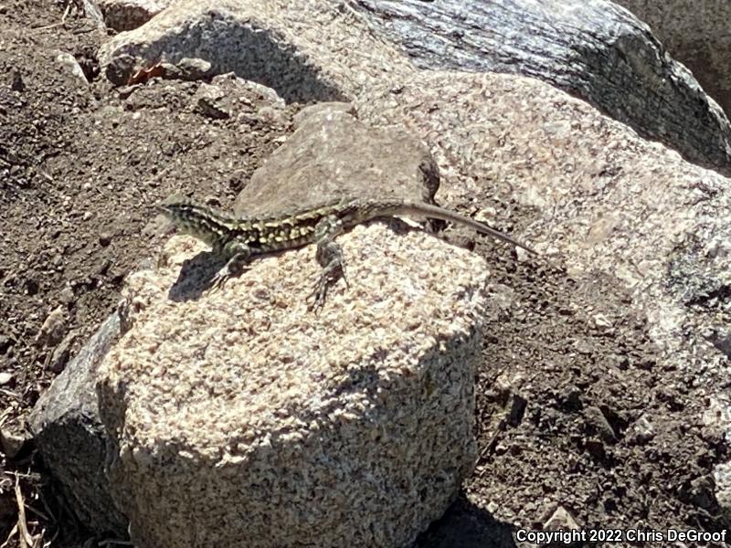 Western Side-blotched Lizard (Uta stansburiana elegans)