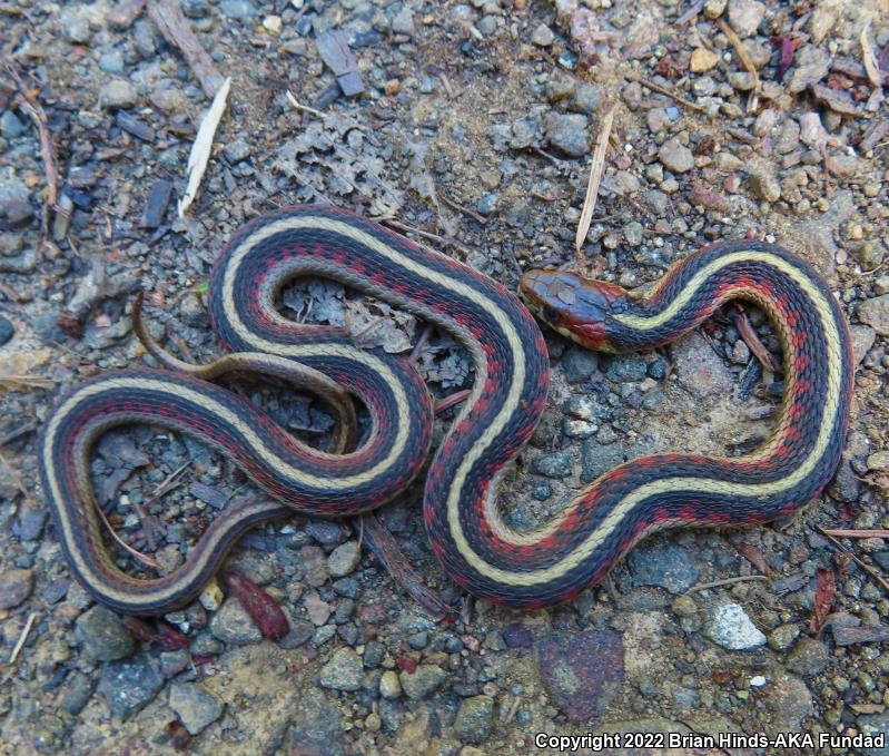 California Red-sided Gartersnake (Thamnophis sirtalis infernalis)