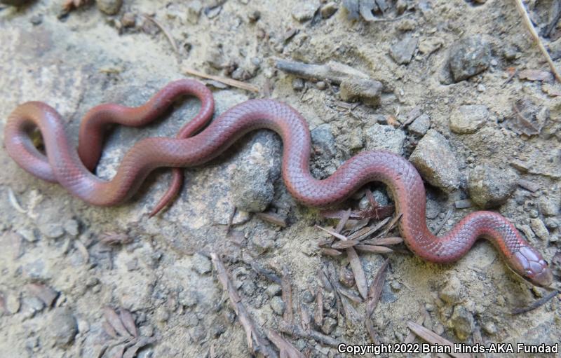 Forest Sharp-tailed Snake (Contia longicaudae)