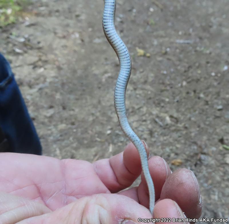 Forest Sharp-tailed Snake (Contia longicaudae)