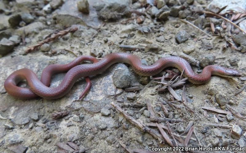 Forest Sharp-tailed Snake (Contia longicaudae)