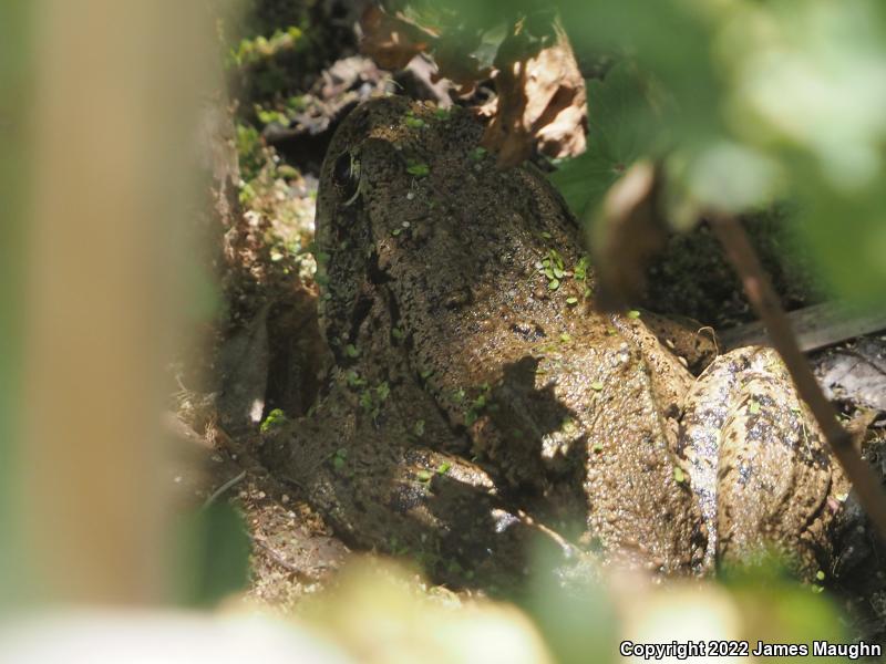 California Red-legged Frog (Rana draytonii)