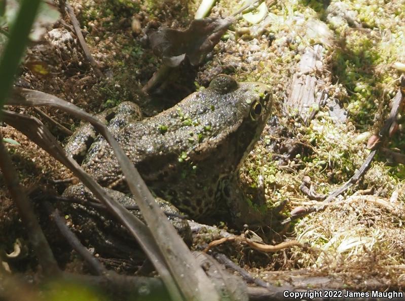 California Red-legged Frog (Rana draytonii)