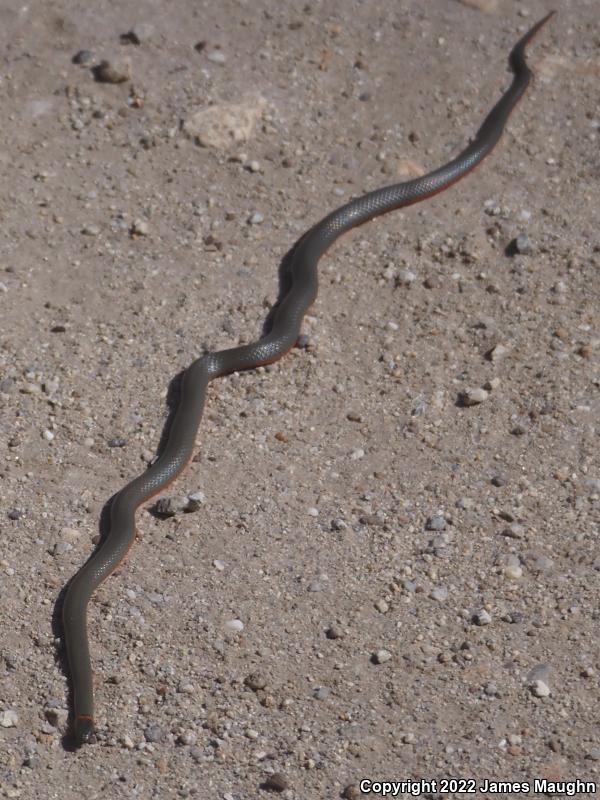 Pacific Ring-necked Snake (Diadophis punctatus amabilis)