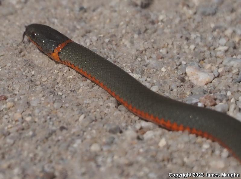 Pacific Ring-necked Snake (Diadophis punctatus amabilis)