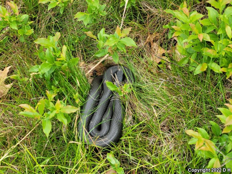 Northern  Black Racer (Coluber constrictor constrictor)