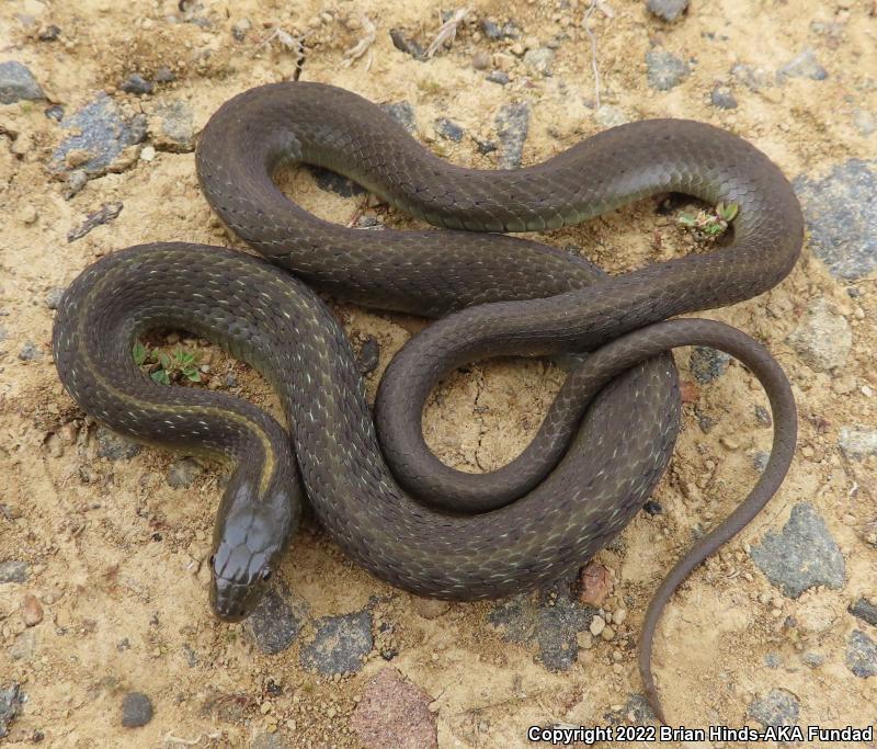 Oregon Gartersnake (Thamnophis atratus hydrophilus)