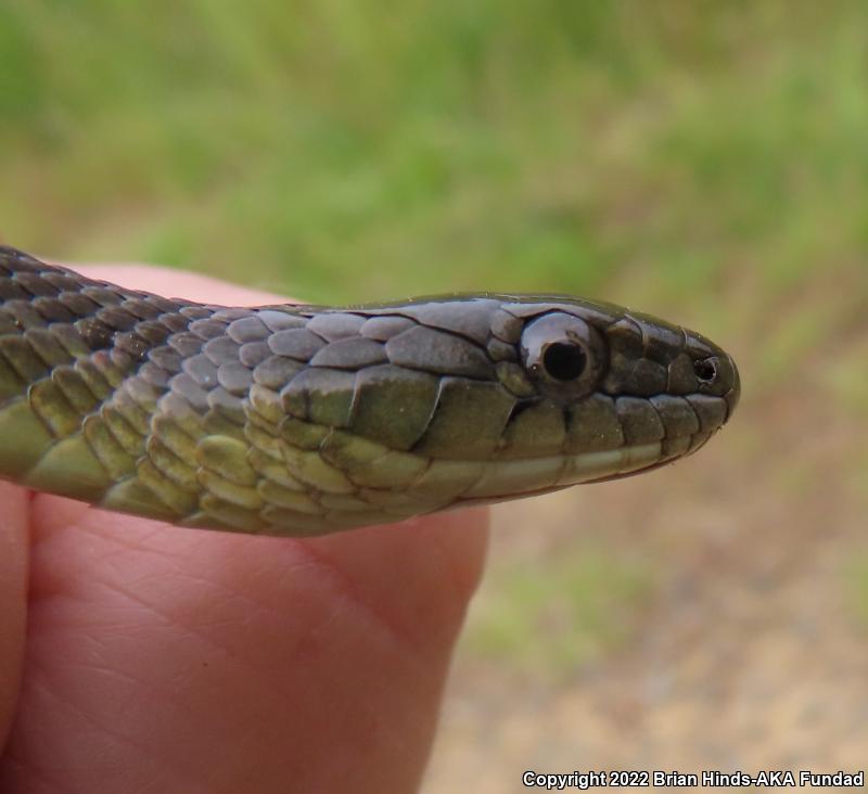 Oregon Gartersnake (Thamnophis atratus hydrophilus)