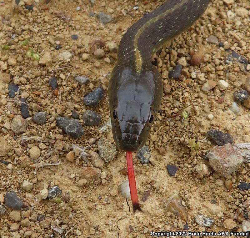 Oregon Gartersnake (Thamnophis atratus hydrophilus)