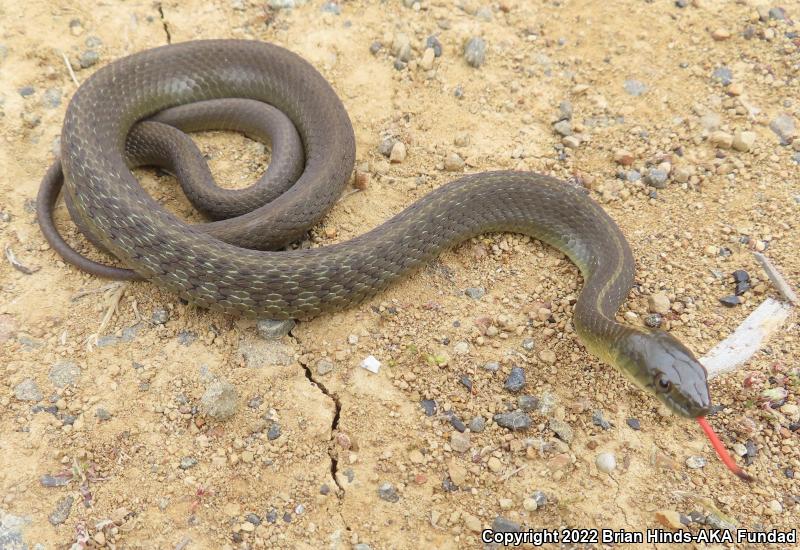 Oregon Gartersnake (Thamnophis atratus hydrophilus)