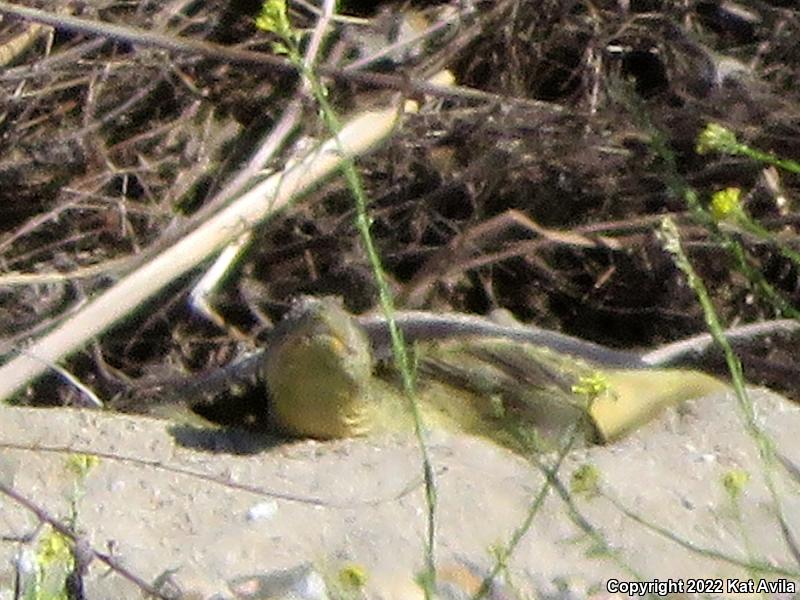 Texas Spiny Softshell (Apalone spinifera emoryi)