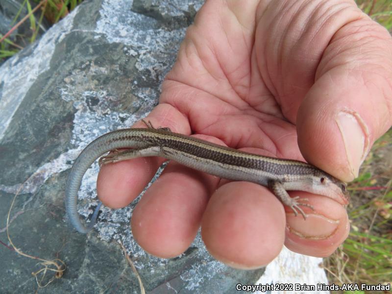 Western Skink (Plestiodon skiltonianus)