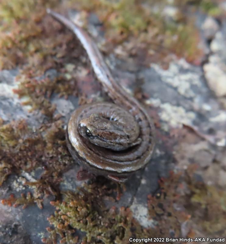 California Slender Salamander (Batrachoseps attenuatus)