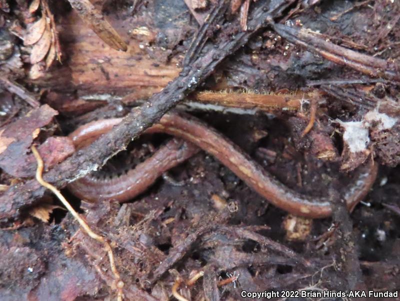 California Slender Salamander (Batrachoseps attenuatus)