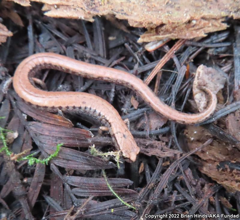 California Slender Salamander (Batrachoseps attenuatus)