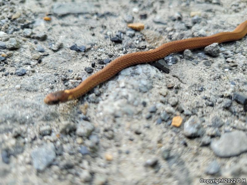 Northern Red-bellied Snake (Storeria occipitomaculata occipitomaculata)