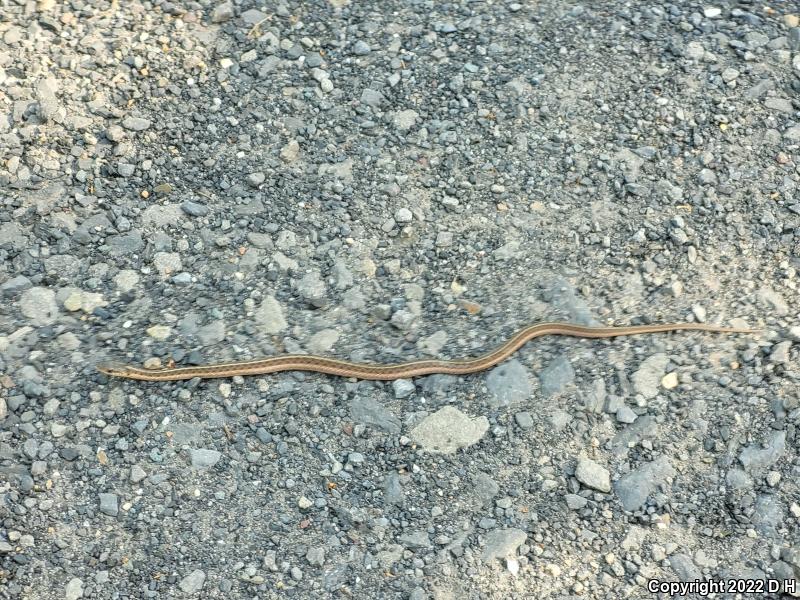 Eastern Gartersnake (Thamnophis sirtalis sirtalis)