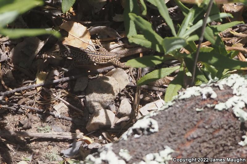 California Whiptail (Aspidoscelis tigris munda)