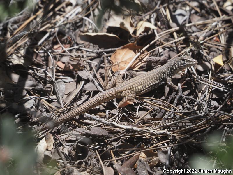 California Whiptail (Aspidoscelis tigris munda)