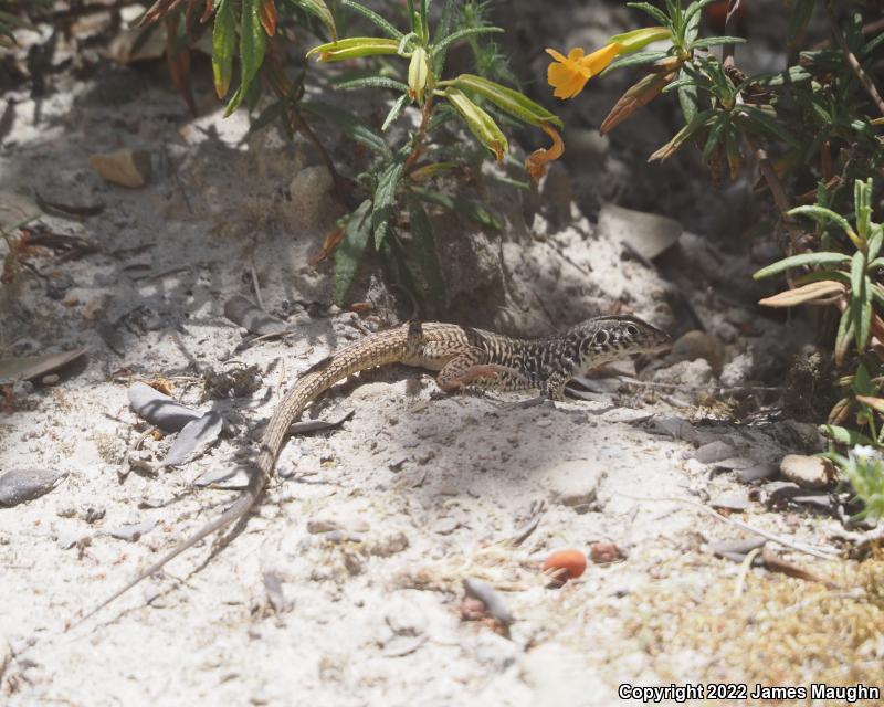 California Whiptail (Aspidoscelis tigris munda)