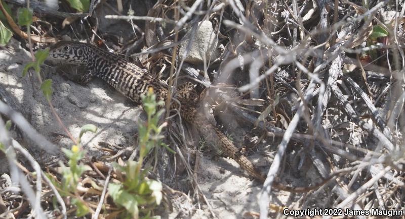 California Whiptail (Aspidoscelis tigris munda)