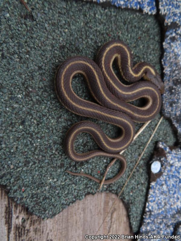 Coast Gartersnake (Thamnophis elegans terrestris)