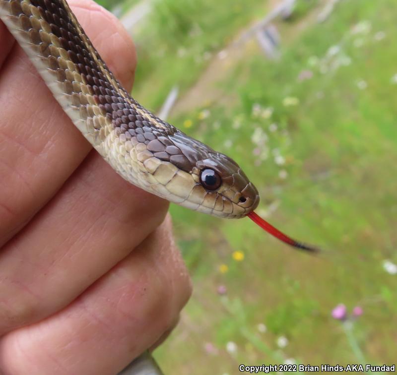 Coast Gartersnake (Thamnophis elegans terrestris)