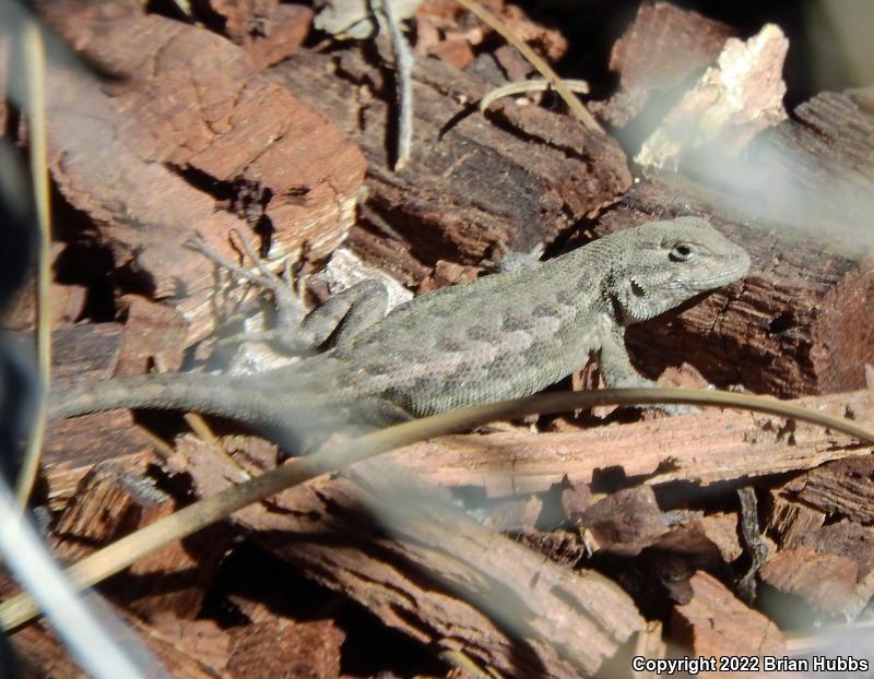 Western Sagebrush Lizard (Sceloporus graciosus gracilis)