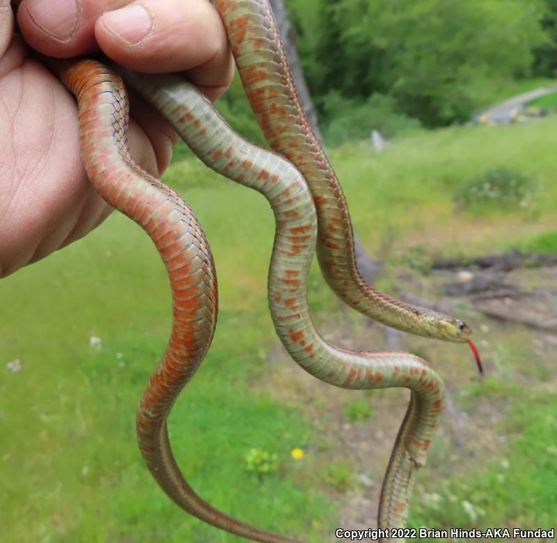 Coast Gartersnake (Thamnophis elegans terrestris)