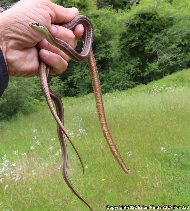 Coast Gartersnake (Thamnophis elegans terrestris)