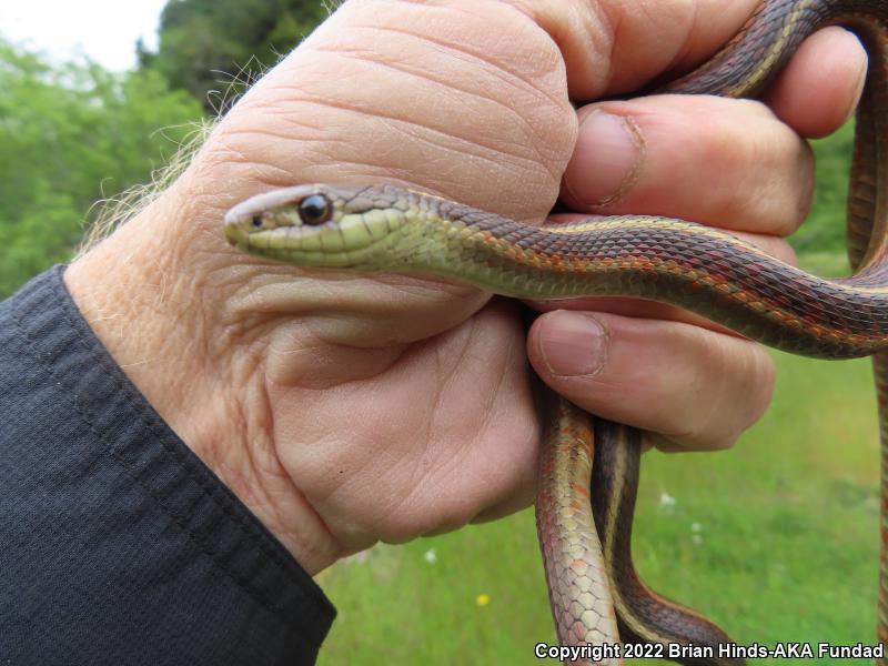 Coast Gartersnake (Thamnophis elegans terrestris)